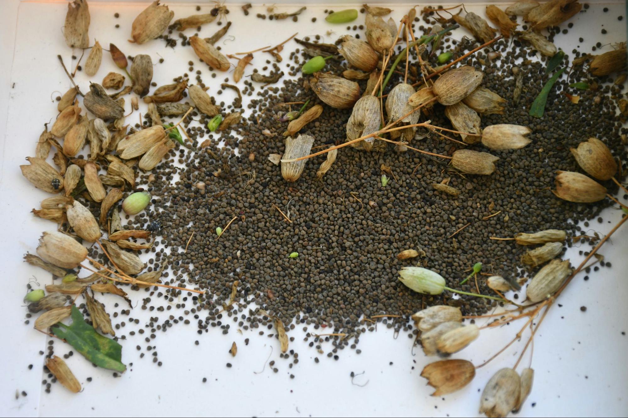 seed-saving with organic open-pollinated seeds in a home garden
